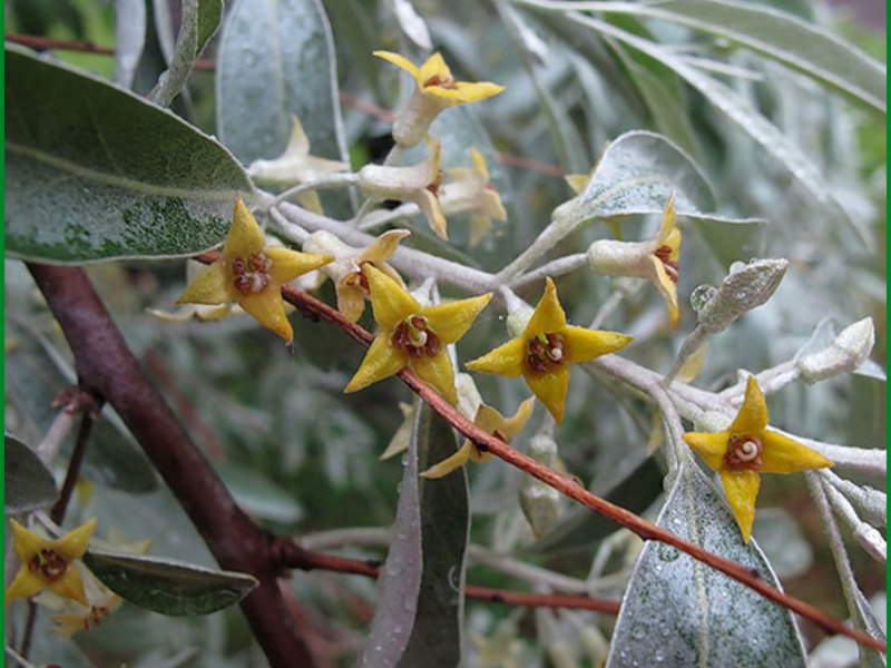 Hoe de ganzenplant bloeit