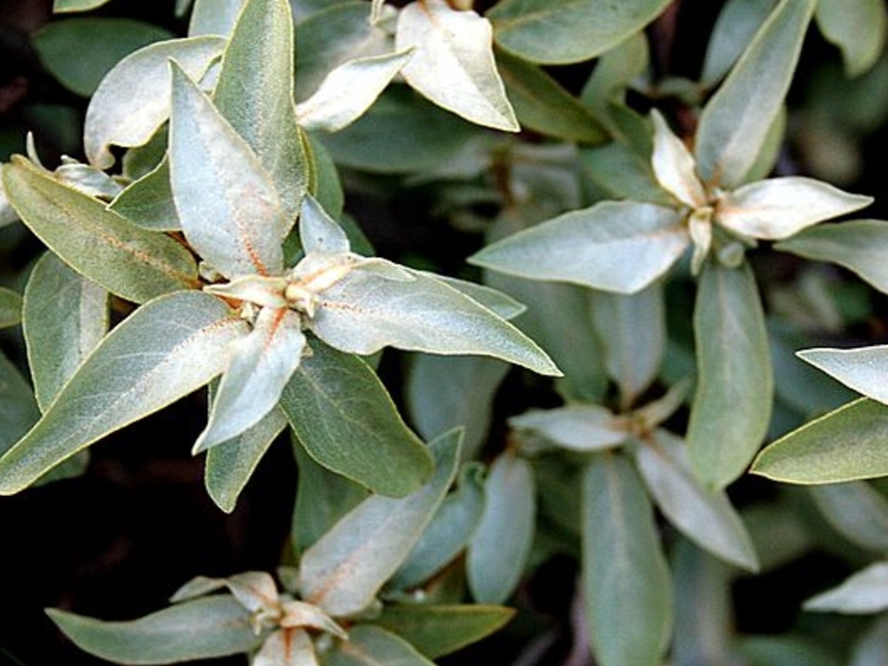 El lechón plateado es especialmente decorativo entre las plantaciones de plantas azules y púrpuras.