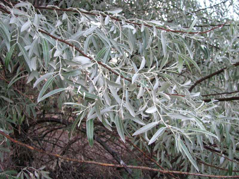 Loch tree blomster