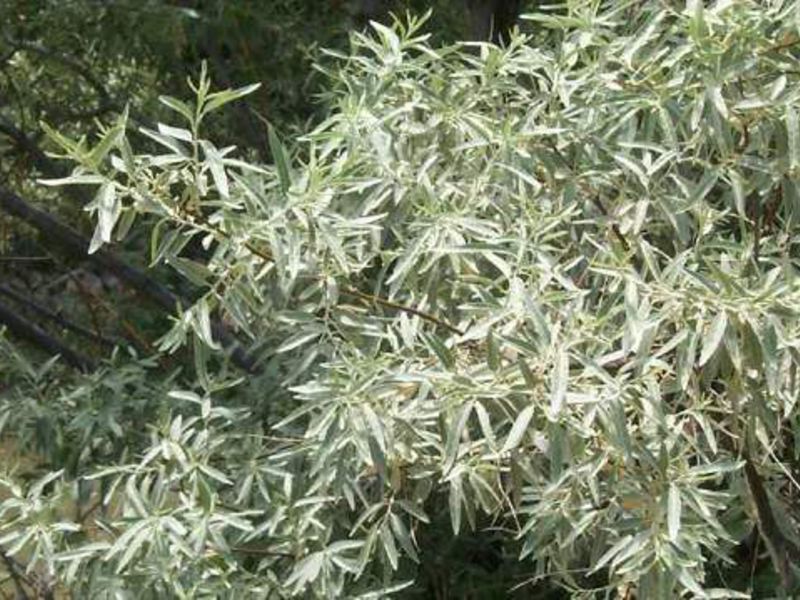 El lechón plateado es especialmente decorativo entre las plantaciones de plantas azules y púrpuras.