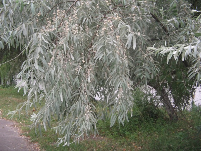 Sucker silvery in the garden