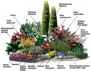  Az évelő mixborder diagram egy példa.