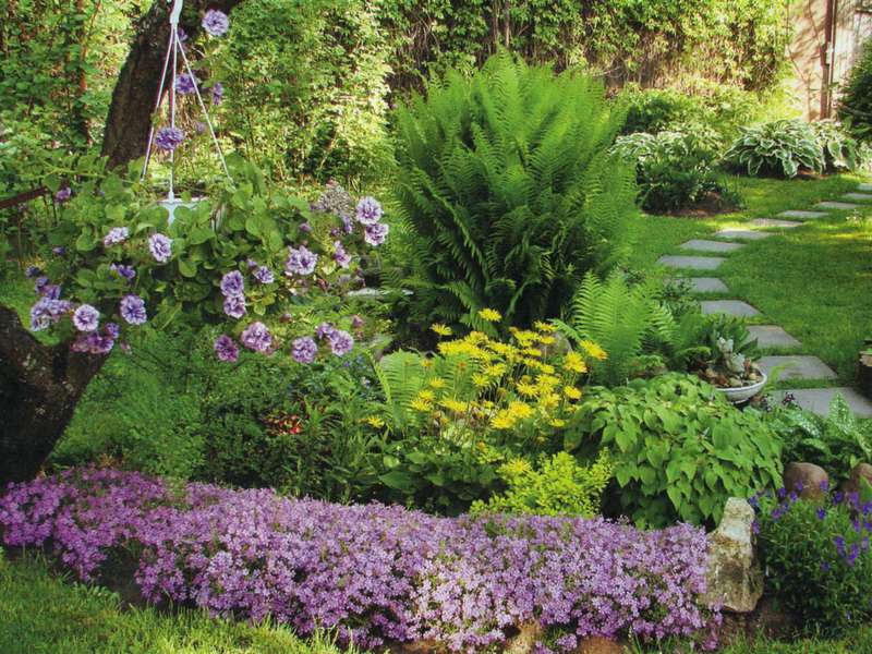 An example of a mixborder from perennial and conifers