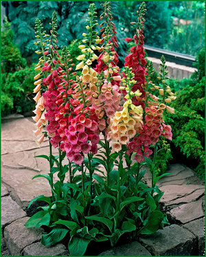 Foxglove บนพื้นดินเป็นเตียงดอกไม้ที่สวยงาม