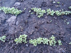 Foxglove groddar i jord - blommor kan odlas direkt från frön.