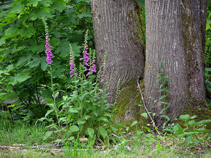 Foxglove di hutan dan di kebun - rupa tumbuhan di alam semula jadi.