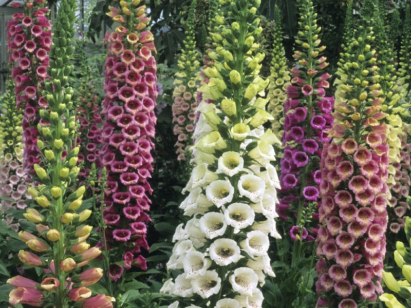 Foxglove di katil bunga - bunga yang indah.