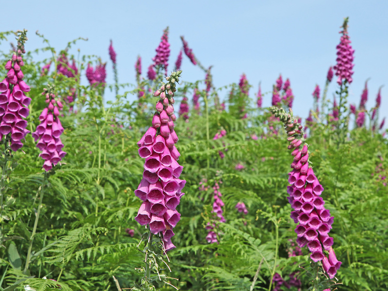 Red foxglove แสดงในภาพ