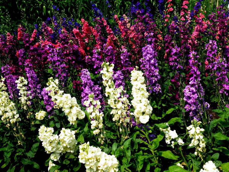 Una delle varietà vegetali - digitale a fiore grande