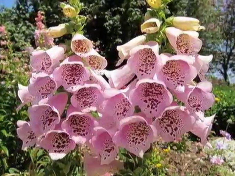 Foxglove สีชมพู - ดอกไม้ที่สวยงามมาก