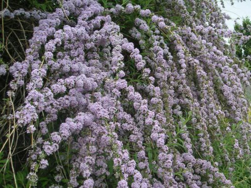 A buddleya de folhas alternativas é uma variedade que confunde a imaginação.