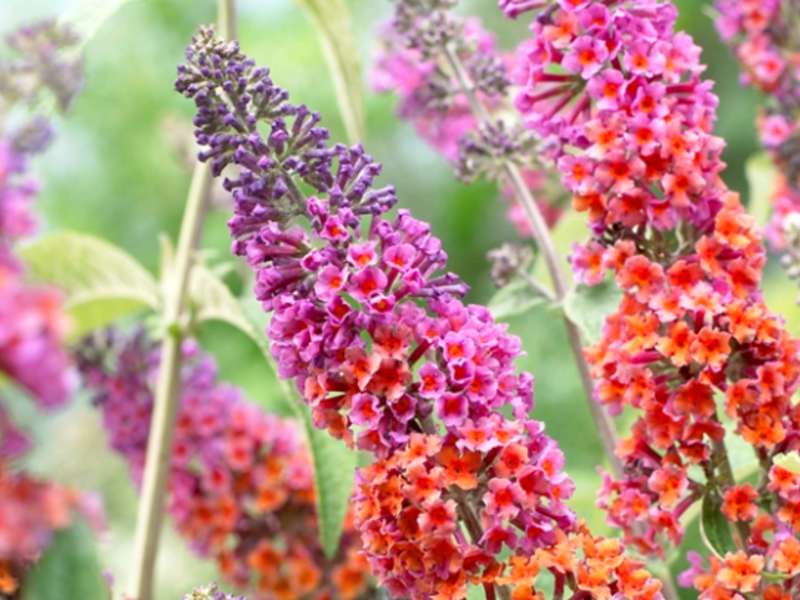 Buddleya David Flower Power kukinnan aikana.