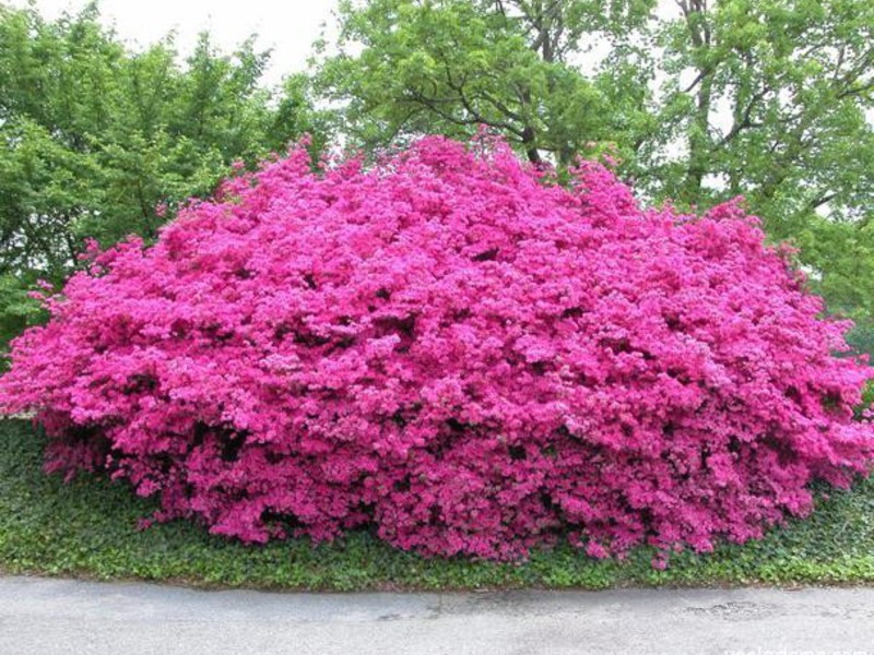 Wilsonova Buddleya potpuno je prekrivena cvijećem.