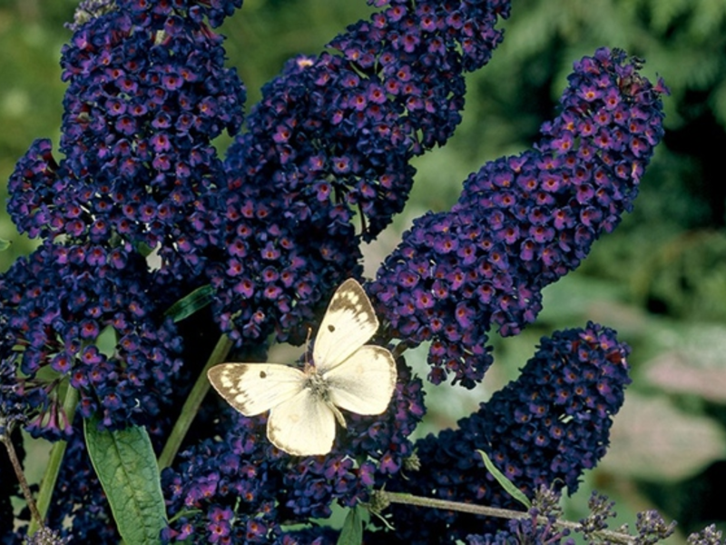 Buddleya Black Knight - kukat ovat melkein mustia.