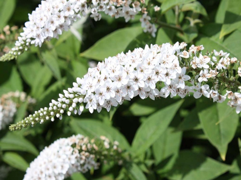 Buddleya David White Profojn môže kvitnúť nabielo.