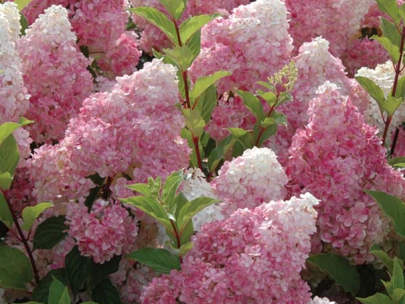 White Profusion buddleya е смес от бели и розови, много деликатни нюанси.