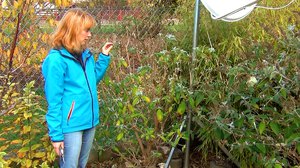 La préparation de la budlea pour l'hiver est effectuée en octobre