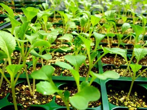 Brotos de prímula - cultivamos flores a partir de sementes.