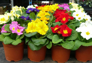 Potted primrose - blomster på salg