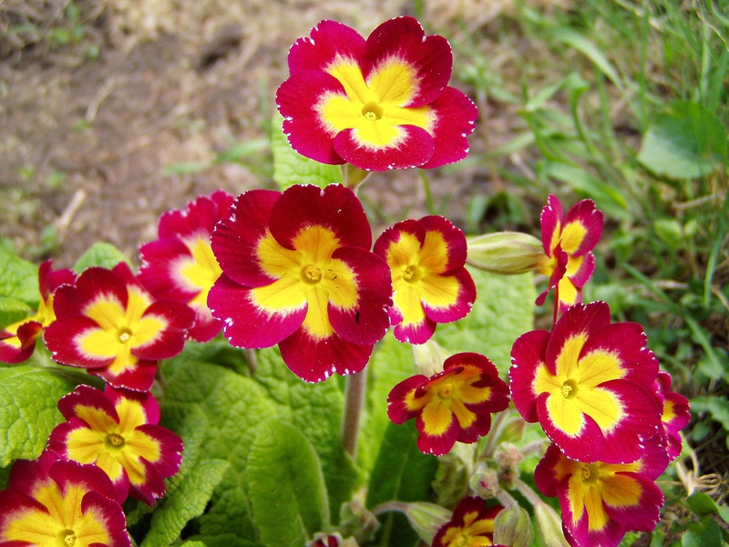 Potted primrose gives ofte den 8. marts.