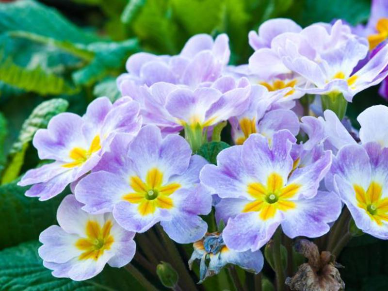 Primula fără tulpini - fotografie cu plante