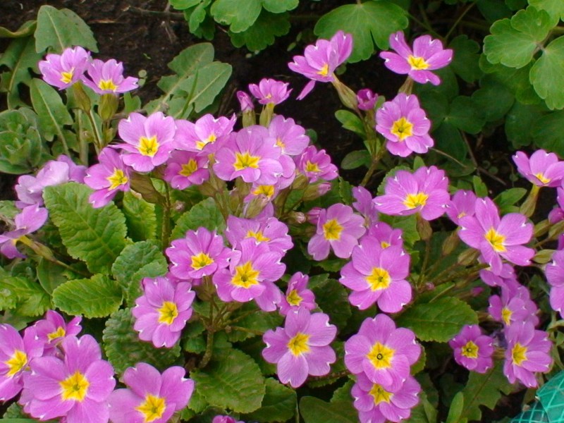 Pink primrose di pondok musim panas mereka