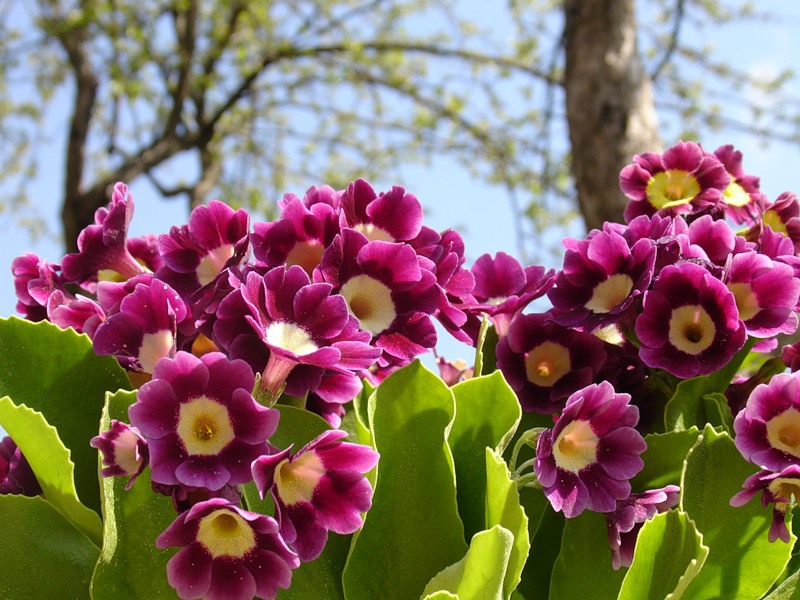 Foto der Primel im Frühlingsgarten