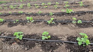 Le principe de fonctionnement de l'irrigation goutte à goutte