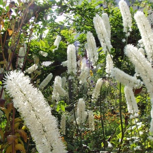 Cohosh negru ramificat