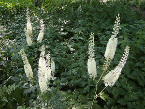 Cohosh nero che cresce e cura