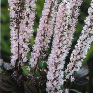 Cresce cohosh preto no jardim