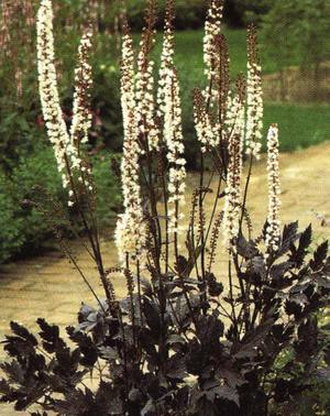 Negru cohosh racemose