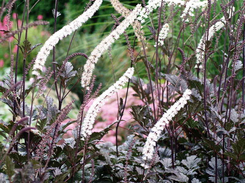 สีดำ cohosh racemose