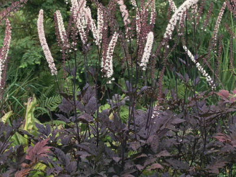 Cohosh nero ramoso