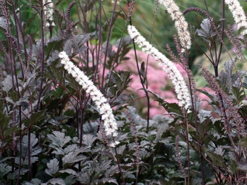 Hodowla cohosh czarnych