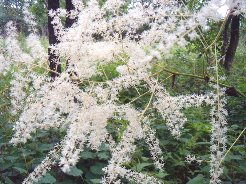 Altura de la planta de cohosh negro