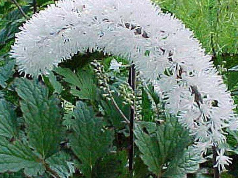 Período de floração do cohosh preto