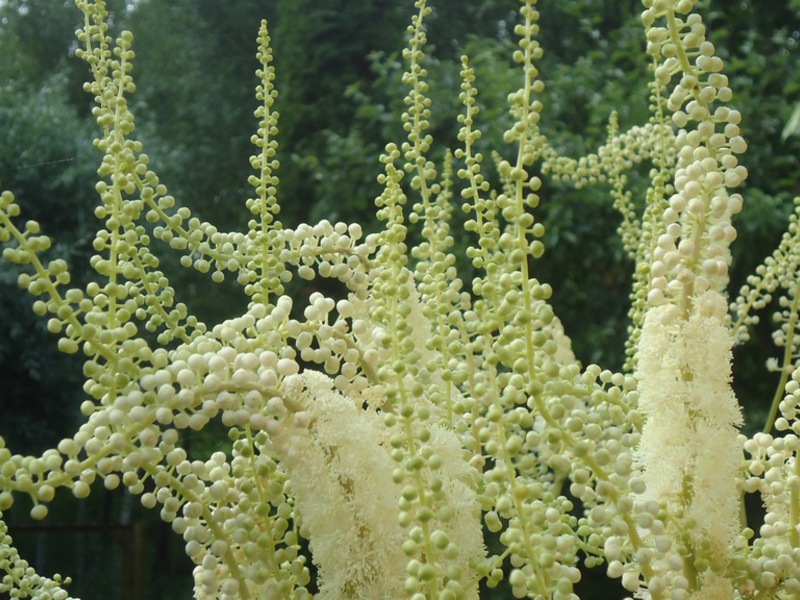 Black cohosh growing and care