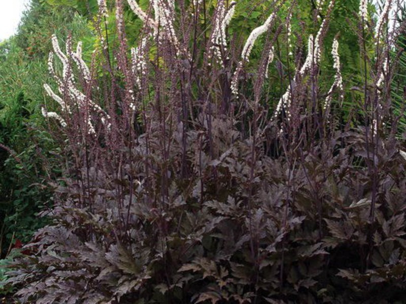 สีดำ cohosh racemose