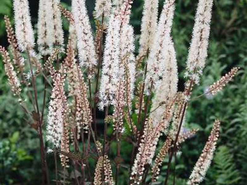 Sådan plantes sort cohosh