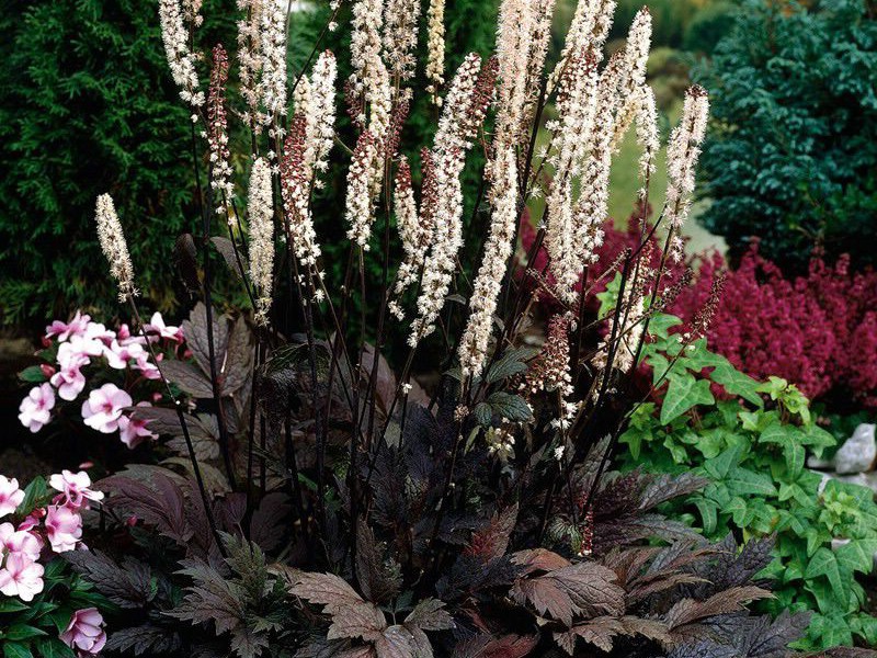 Cohosh preto