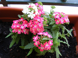 Verbena pode ser cultivada com sementes