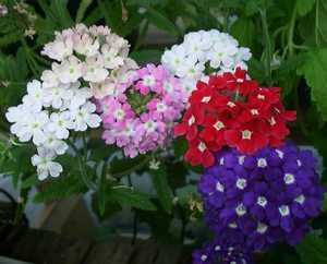 Verbena megjelenés