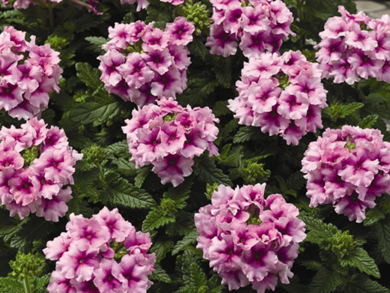 Verbena pode ser cultivada com sementes