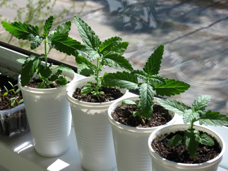 Hybrid Verbena