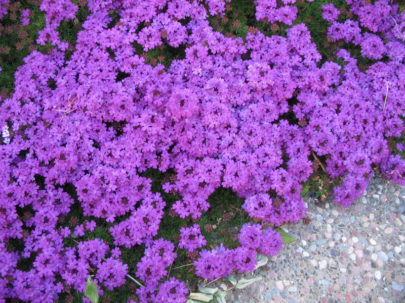 Verbena in crescita