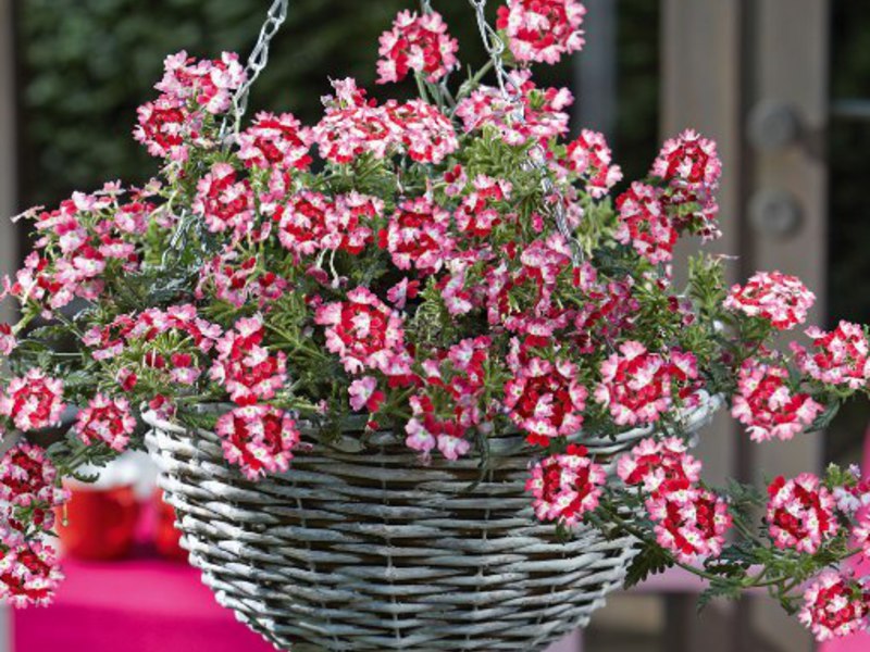 Verbena sul balcone