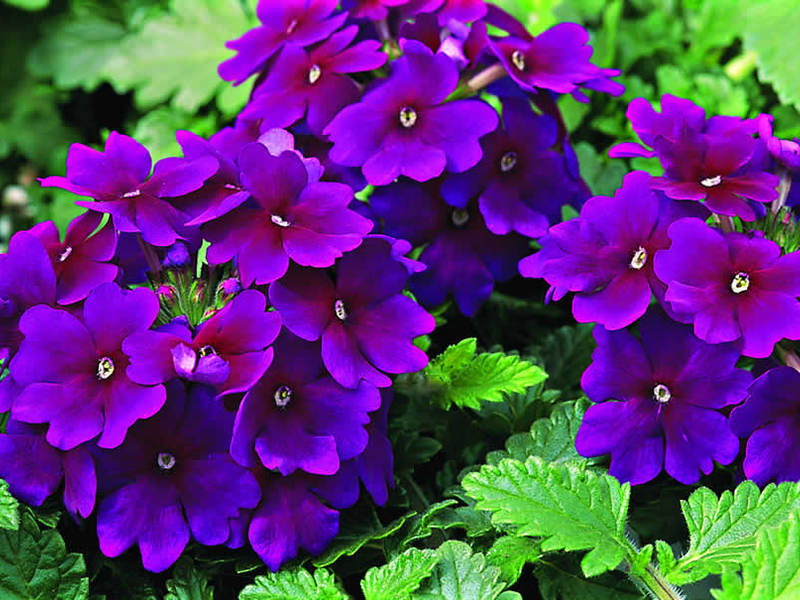 Verbena in vaso