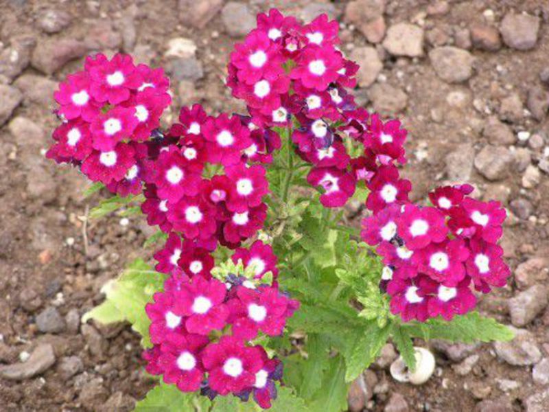 Violetti verbena