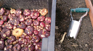 Quando remover os bulbos para germinação